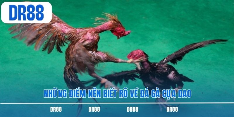 Những điểm nên biết rõ về đá gà cựa dao