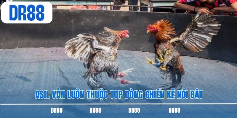 Asil vẫn luôn thuộc top dòng chiến kê nổi bật