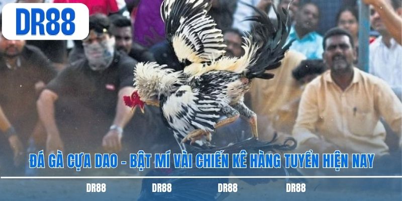 Đá Gà Cựa Dao - Bật Mí Vài Chiến Kê Hàng Tuyển Hiện Nay