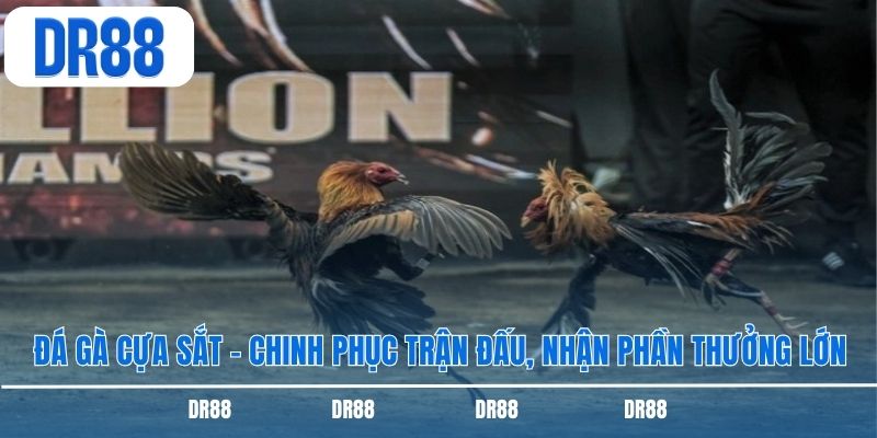 Đá Gà Cựa Sắt – Chinh Phục Trận Đấu, Nhận Phần Thưởng Lớn