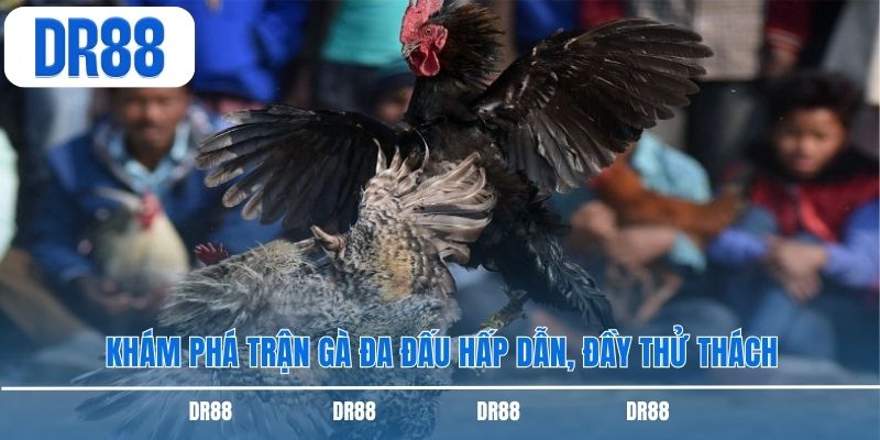 Khám phá trận gà đa đấu hấp dẫn, đầy thử thách