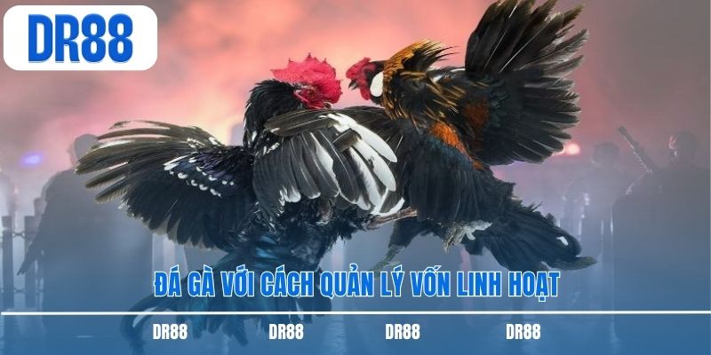 Đá gà với cách quản lý vốn linh hoạt