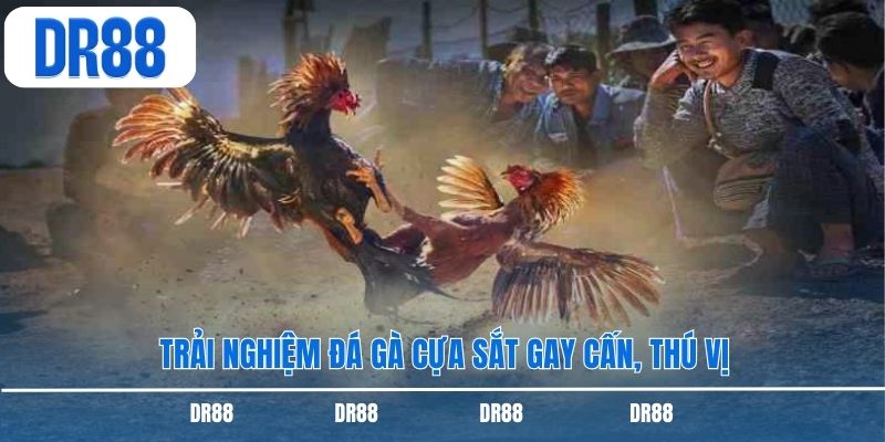 Trải nghiệm đá gà cựa sắt gay cấn, thú vị