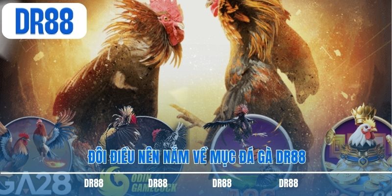 Đôi điều nên nắm về mục đá gà DR88