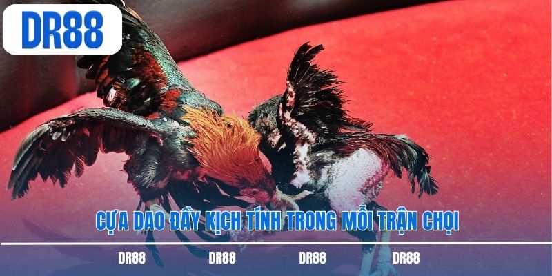 Cựa dao đầy kịch tính trong mỗi trận chọi